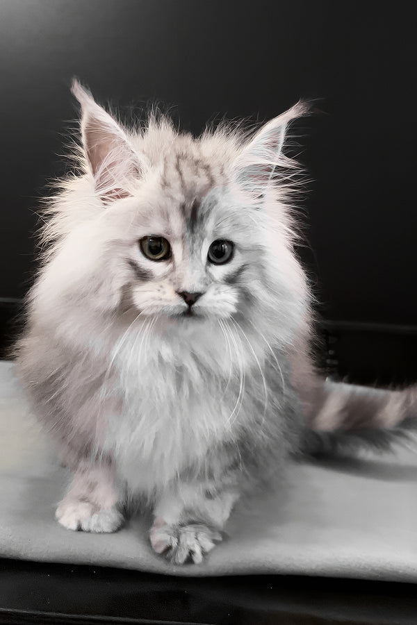 Paris | Maine Coon Kitten