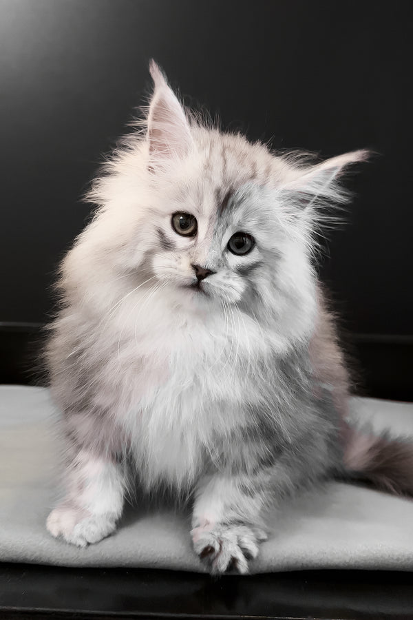 Paris | Maine Coon Kitten