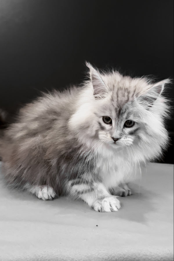 Paris | Maine Coon Kitten