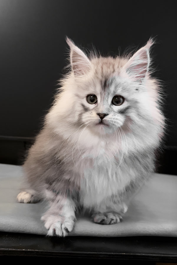 Paris | Maine Coon Kitten