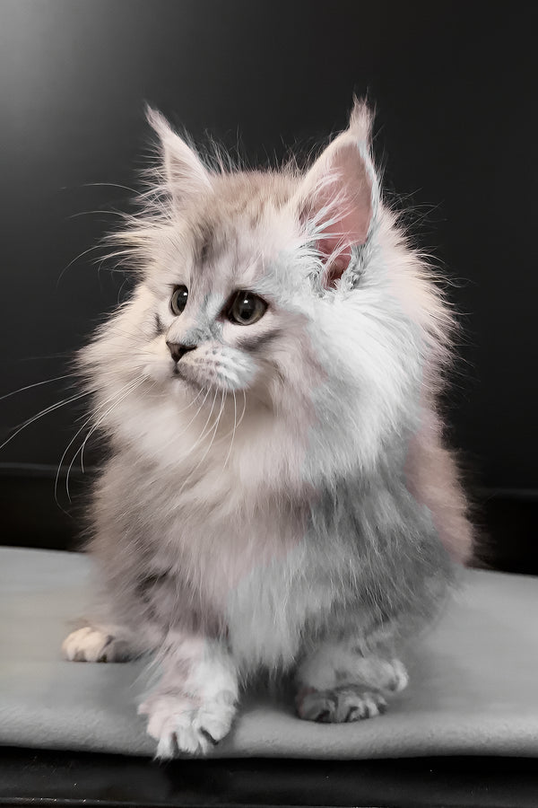Paris | Maine Coon Kitten