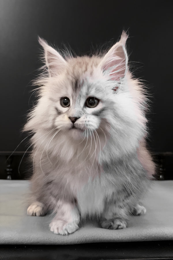 Paris | Maine Coon Kitten