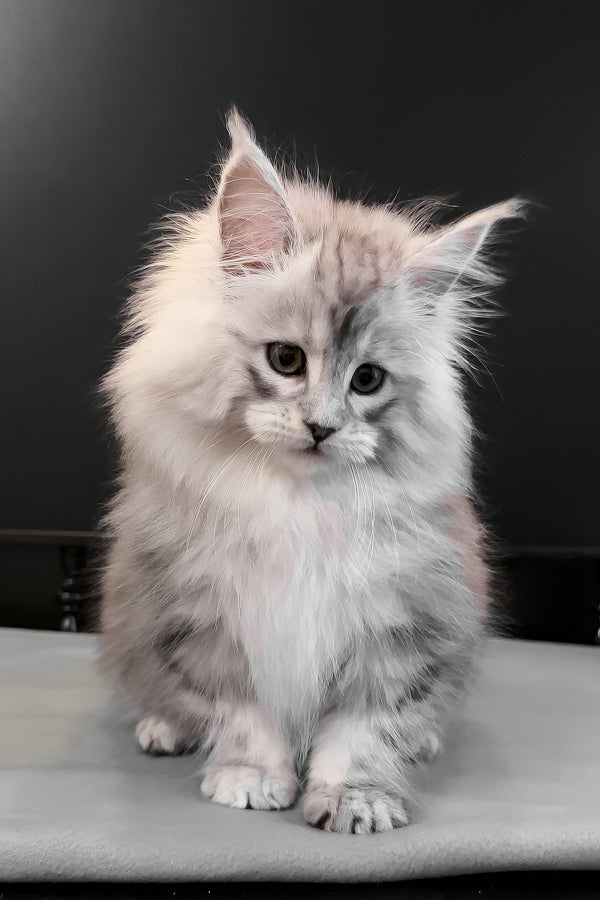 Paris | Maine Coon Kitten