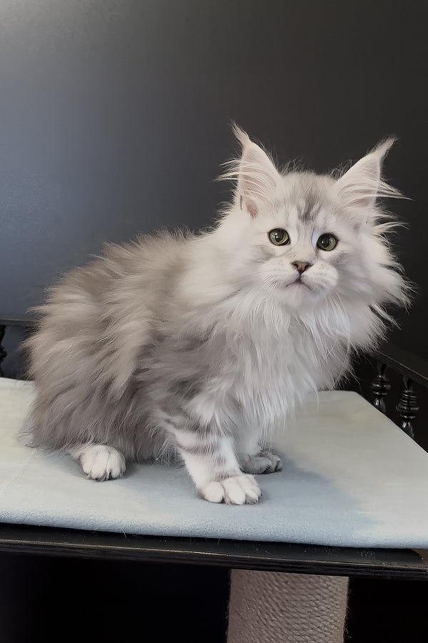 Paris | Maine Coon Kitten