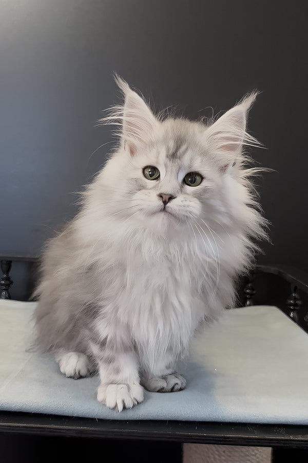 Paris | Maine Coon Kitten