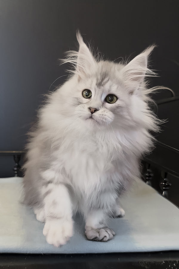 Paris | Maine Coon Kitten