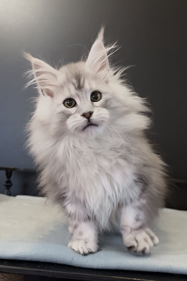 Paris | Maine Coon Kitten