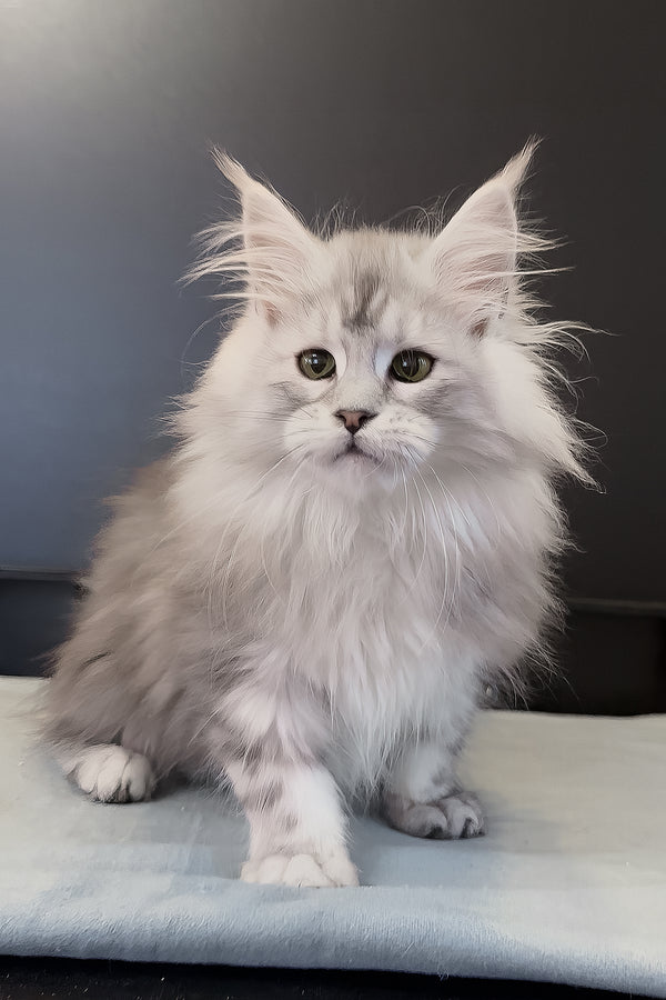 Paris | Maine Coon Kitten