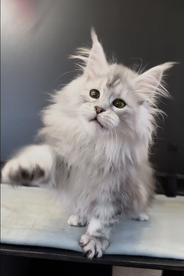 Paris | Maine Coon Kitten