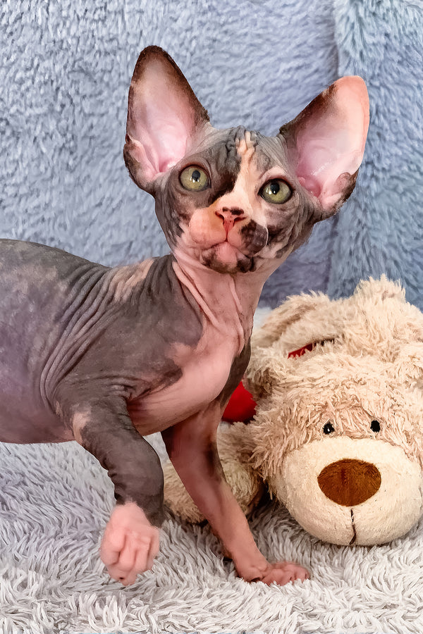 Paris | Canadian Sphynx Kitten