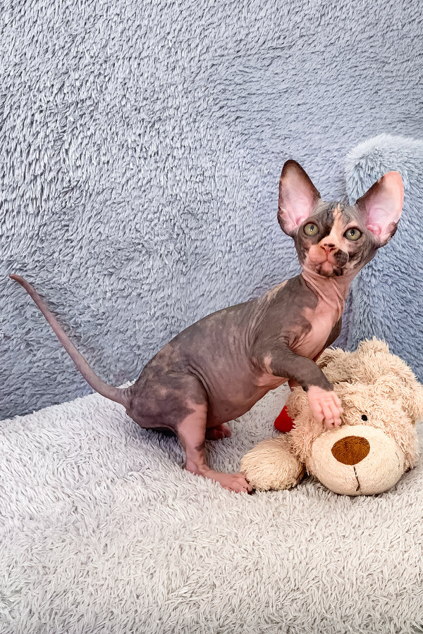 Paris | Canadian Sphynx Kitten