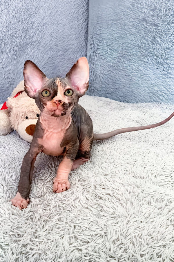 Paris | Canadian Sphynx Kitten