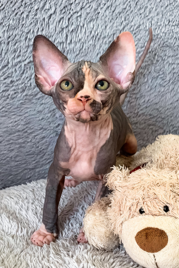 Paris | Canadian Sphynx Kitten