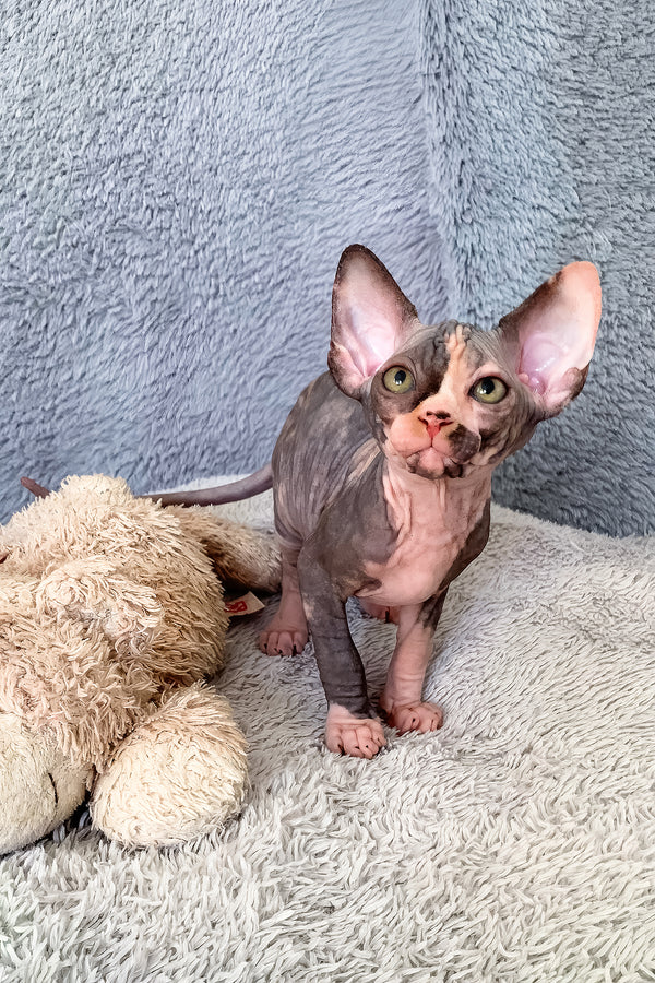 Paris | Canadian Sphynx Kitten