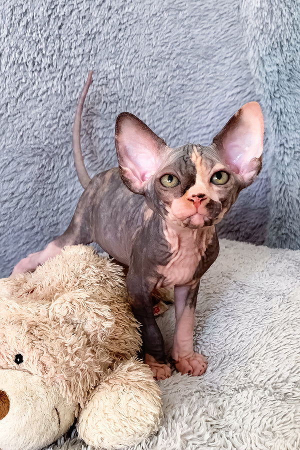 Paris | Canadian Sphynx Kitten
