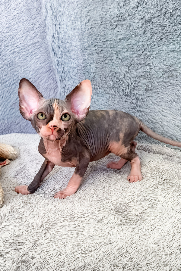 Paris | Canadian Sphynx Kitten