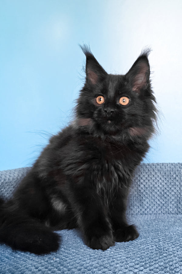 Parry | Maine Coon Kitten