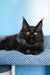 Parry | Maine Coon Kitten
