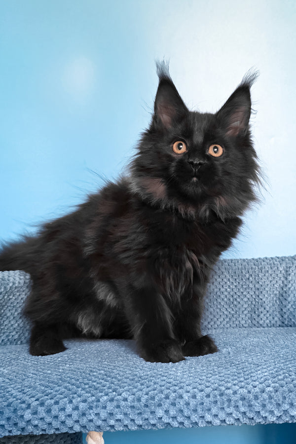 Parry | Maine Coon Kitten