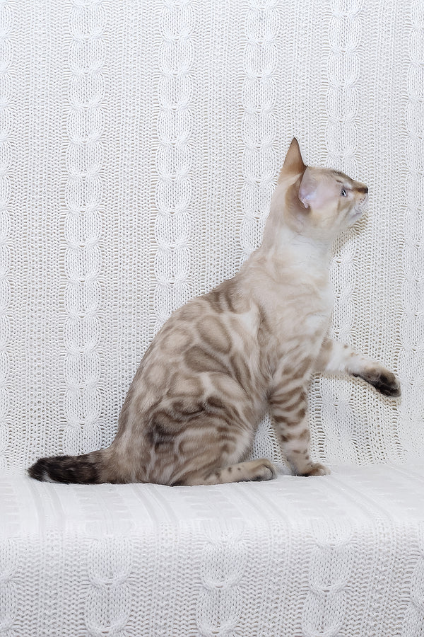Parvin | Bengal Kitten