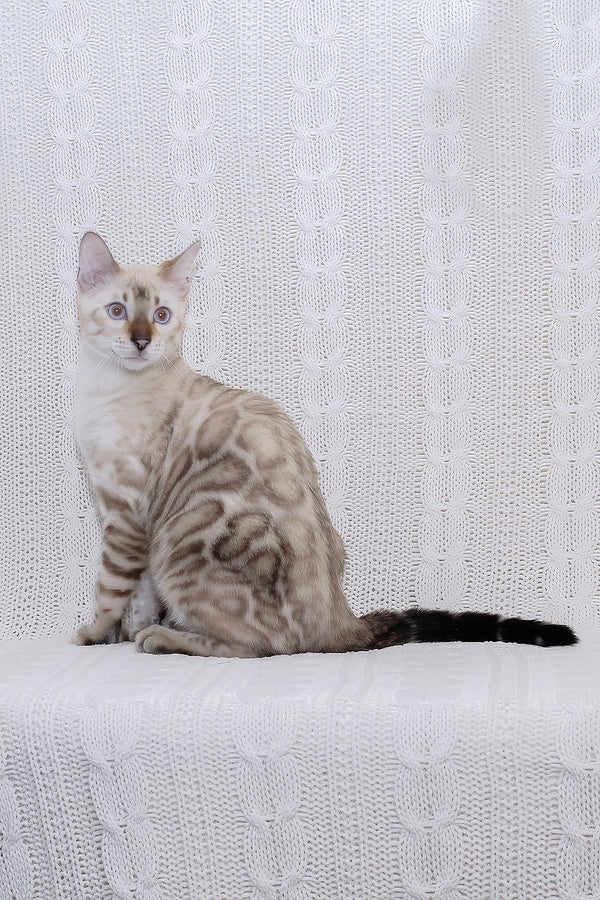 Parvin | Bengal Kitten