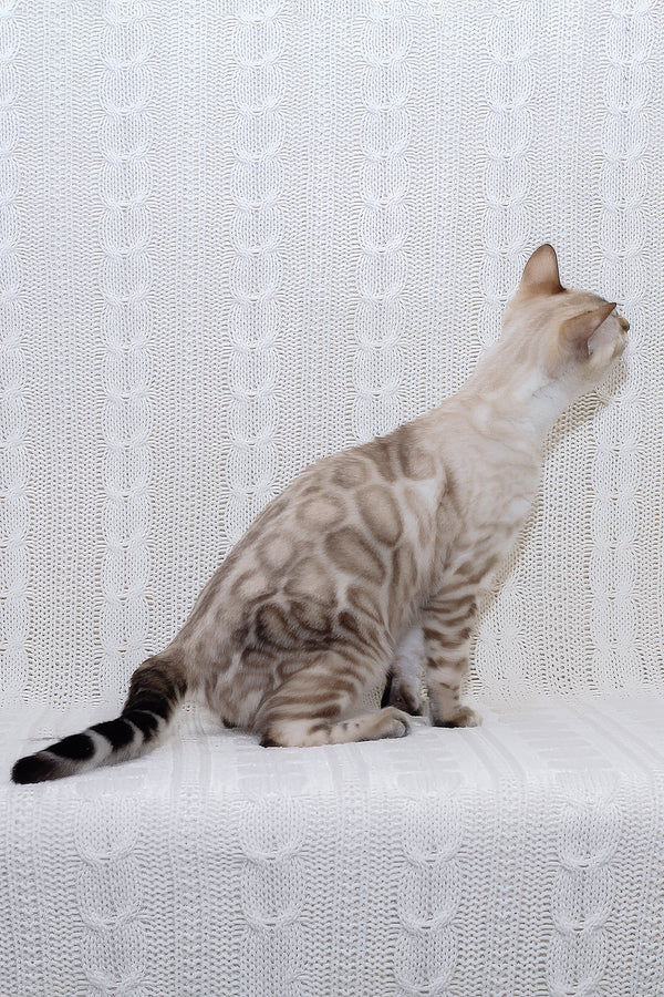 Parvin | Bengal Kitten