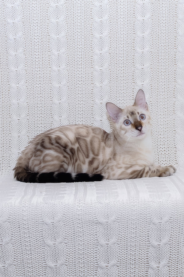 Parvin | Bengal Kitten