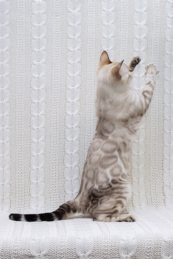 Parvin | Bengal Kitten