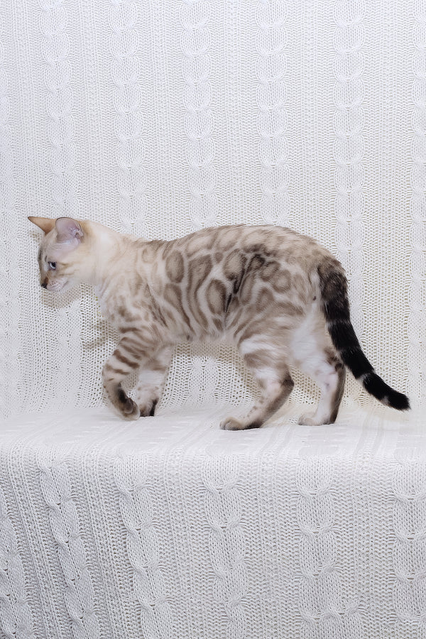 Parvin | Bengal Kitten