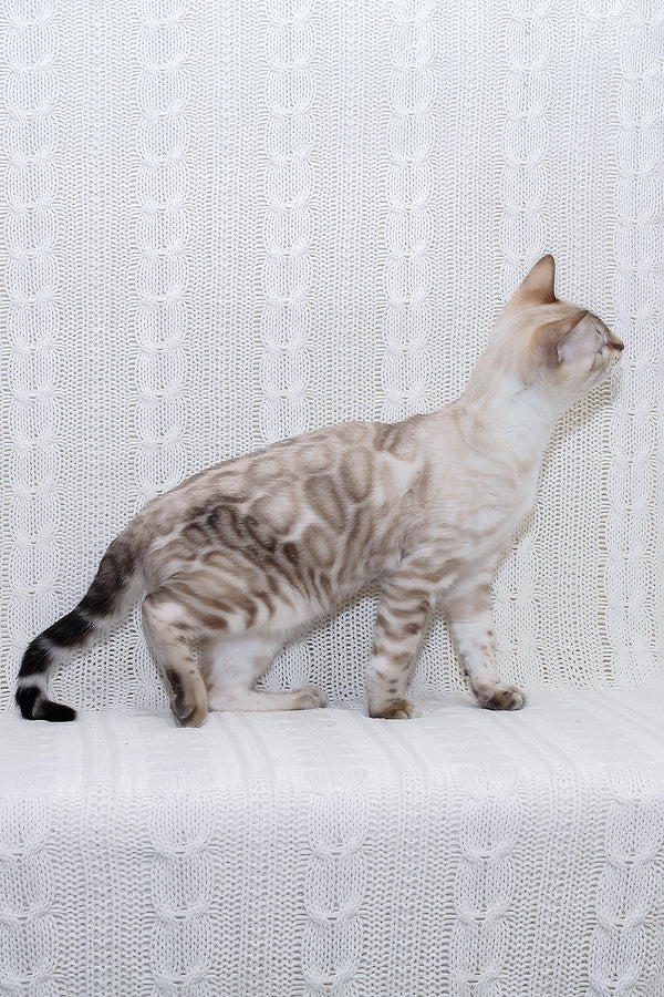 Parvin | Bengal Kitten
