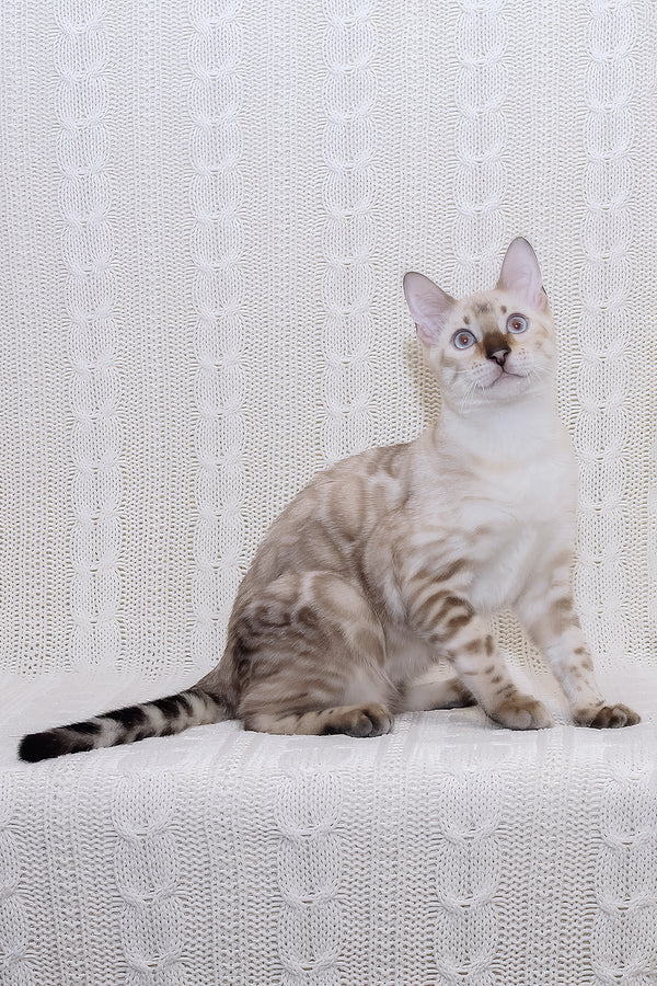 Parvin | Bengal Kitten
