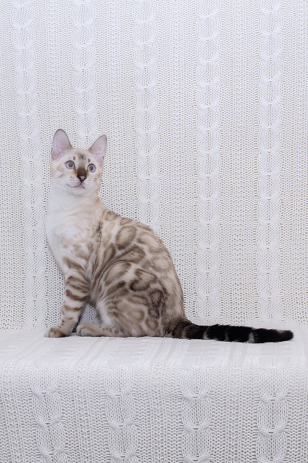 Parvin | Bengal Kitten