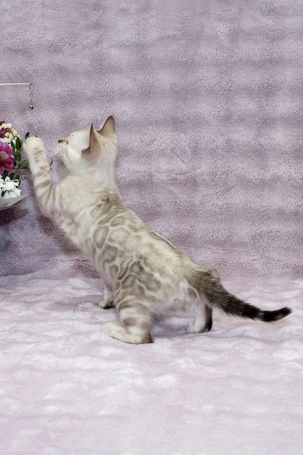 Parvin | Bengal Kitten