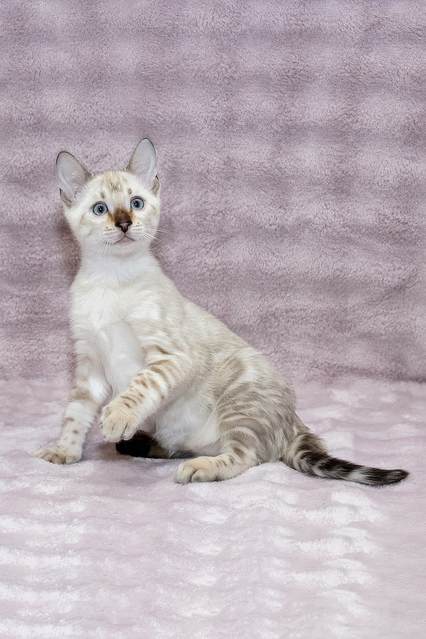 Parvin | Bengal Kitten