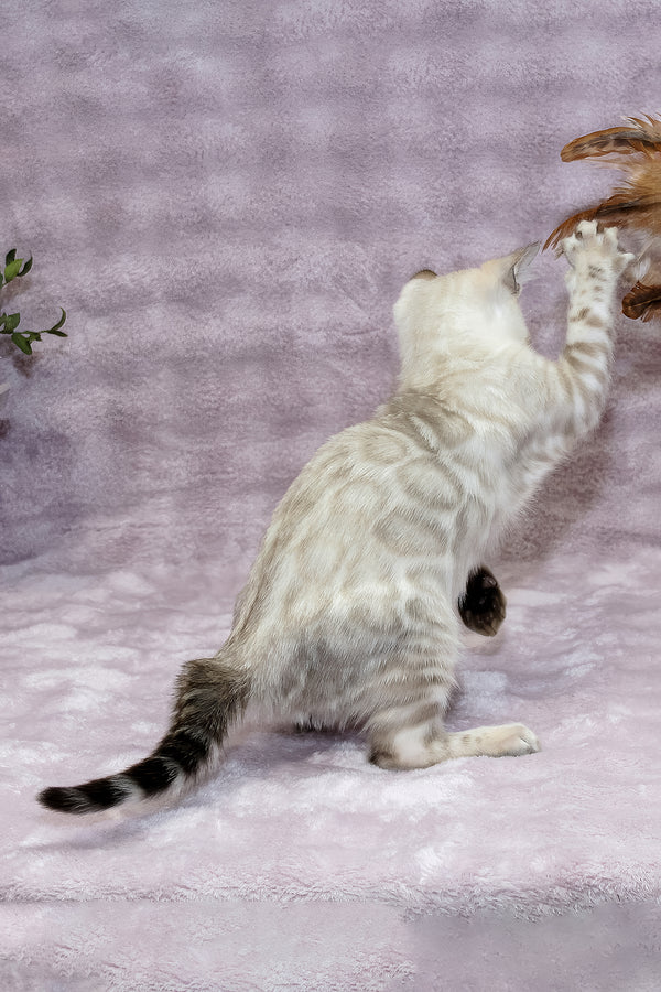 Parvin | Bengal Kitten