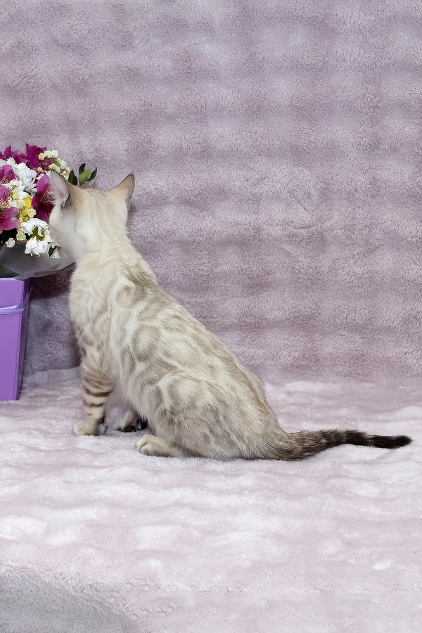 Parvin | Bengal Kitten