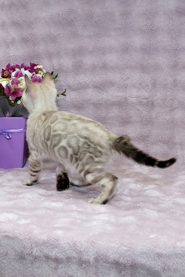 Parvin | Bengal Kitten