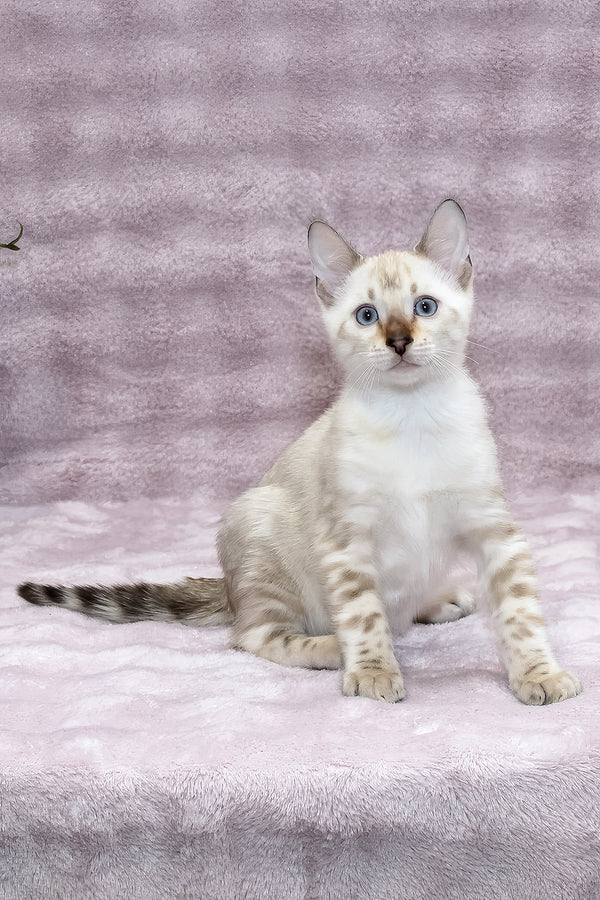 Parvin | Bengal Kitten