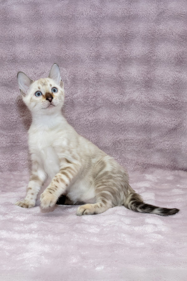 Parvin | Bengal Kitten