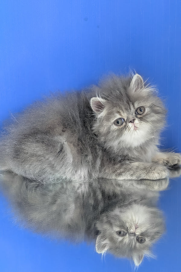 Patricia | Persian Kitten