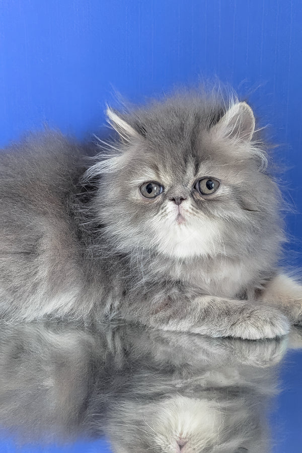 Patricia | Persian Kitten
