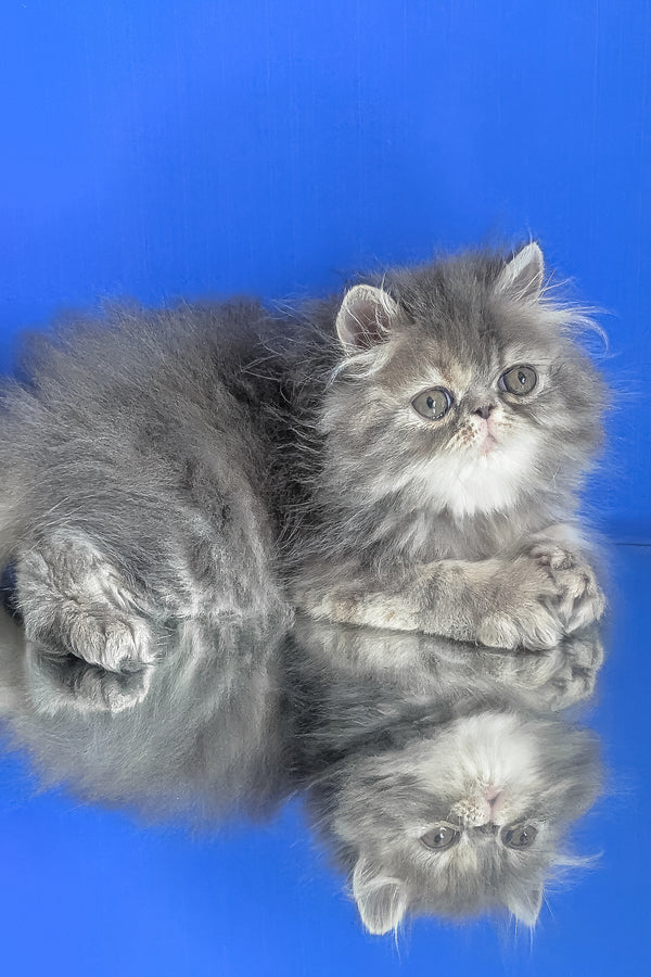 Patricia | Persian Kitten