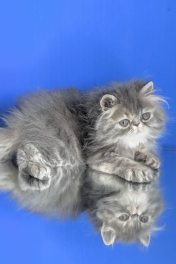 Patricia | Persian Kitten