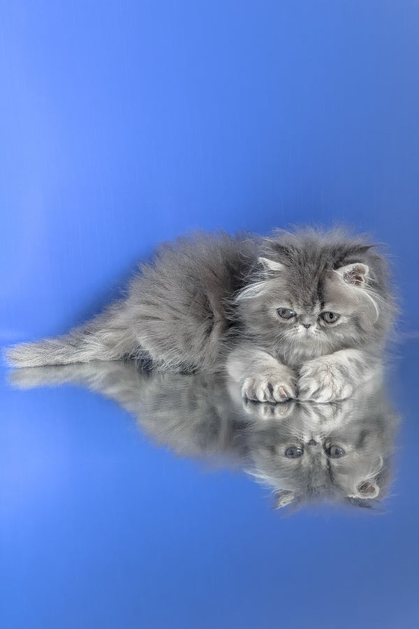 Patricia | Persian Kitten