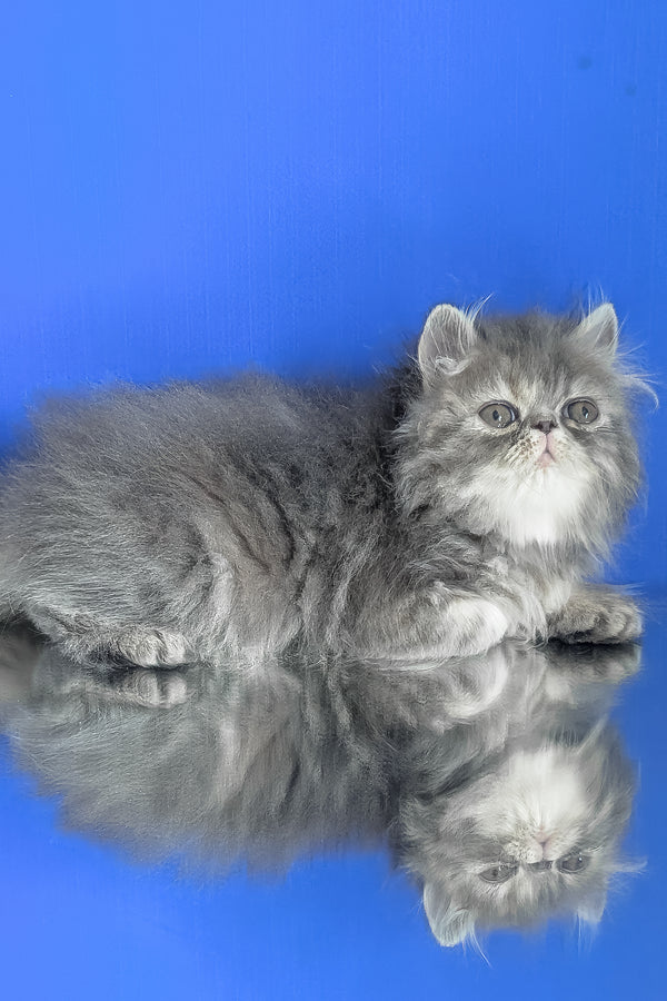 Patricia | Persian Kitten