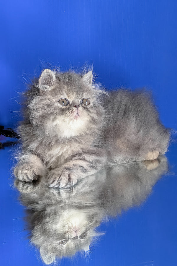 Patricia | Persian Kitten
