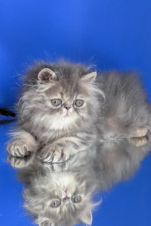 Patricia | Persian Kitten
