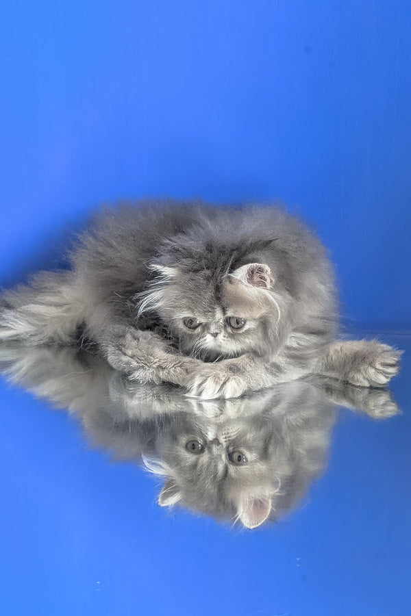 Patricia | Persian Kitten