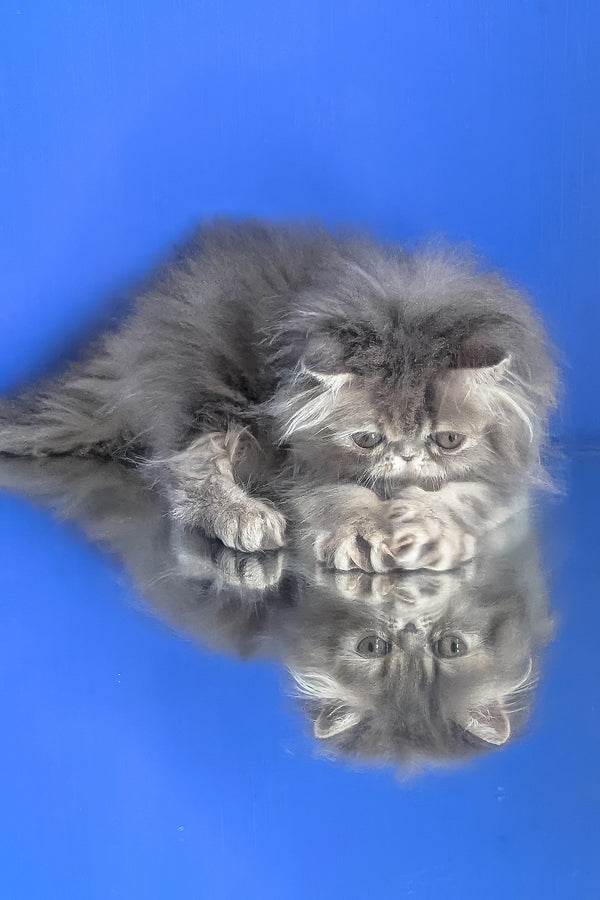 Patricia | Persian Kitten