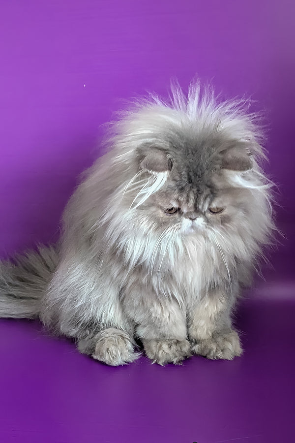 Patricia | Persian Kitten